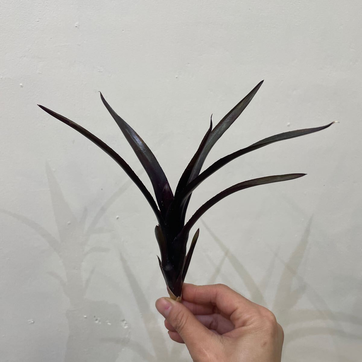 ［Pof］Neoregelia diablo negro ネオレゲリア・ディアブロネグロ②_画像1