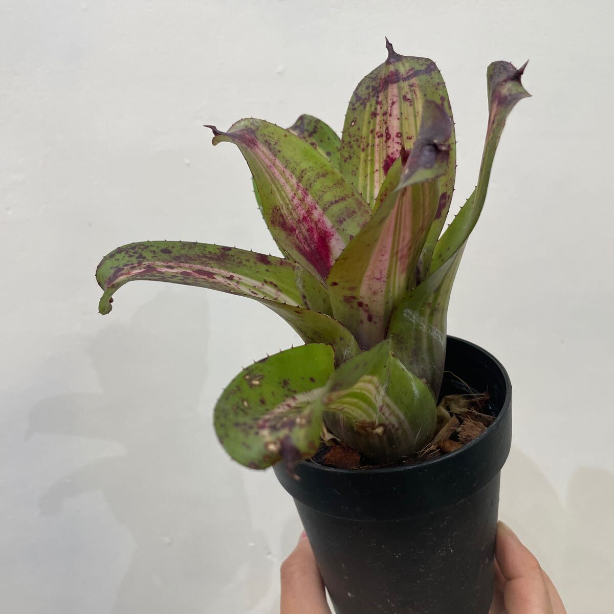 [Pof]Neoregelia Ink Well Neo rege rear * ink well 