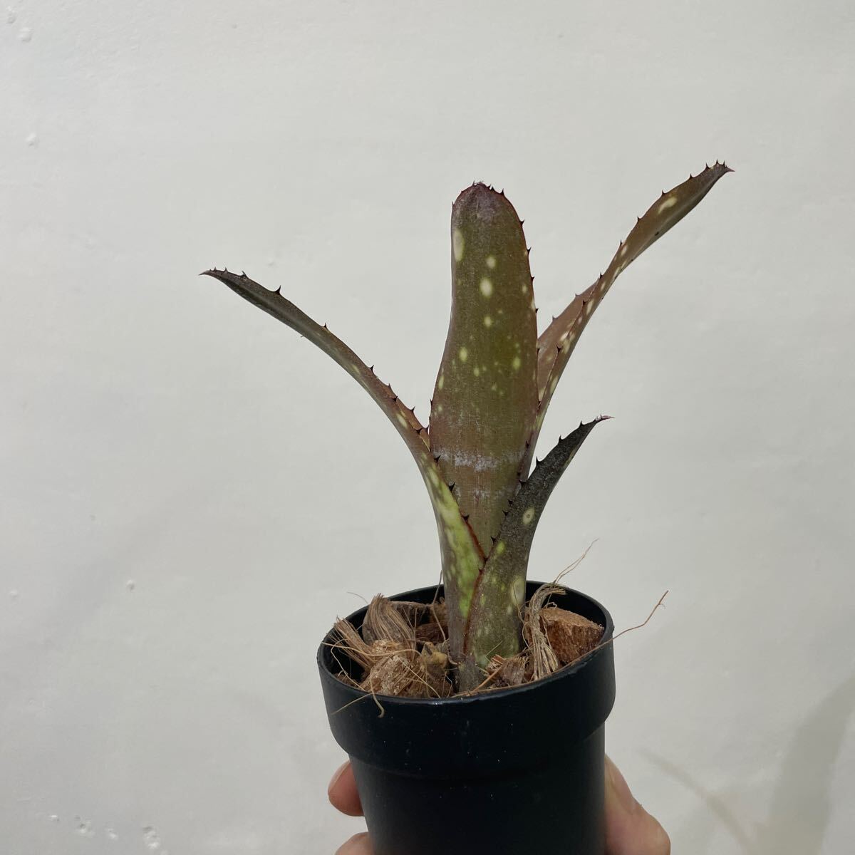 ［Pof］Billbergia domingos martins×Hallelujah ビルベルギア・ドミンゴスマルティンス×ハレルヤ_画像3