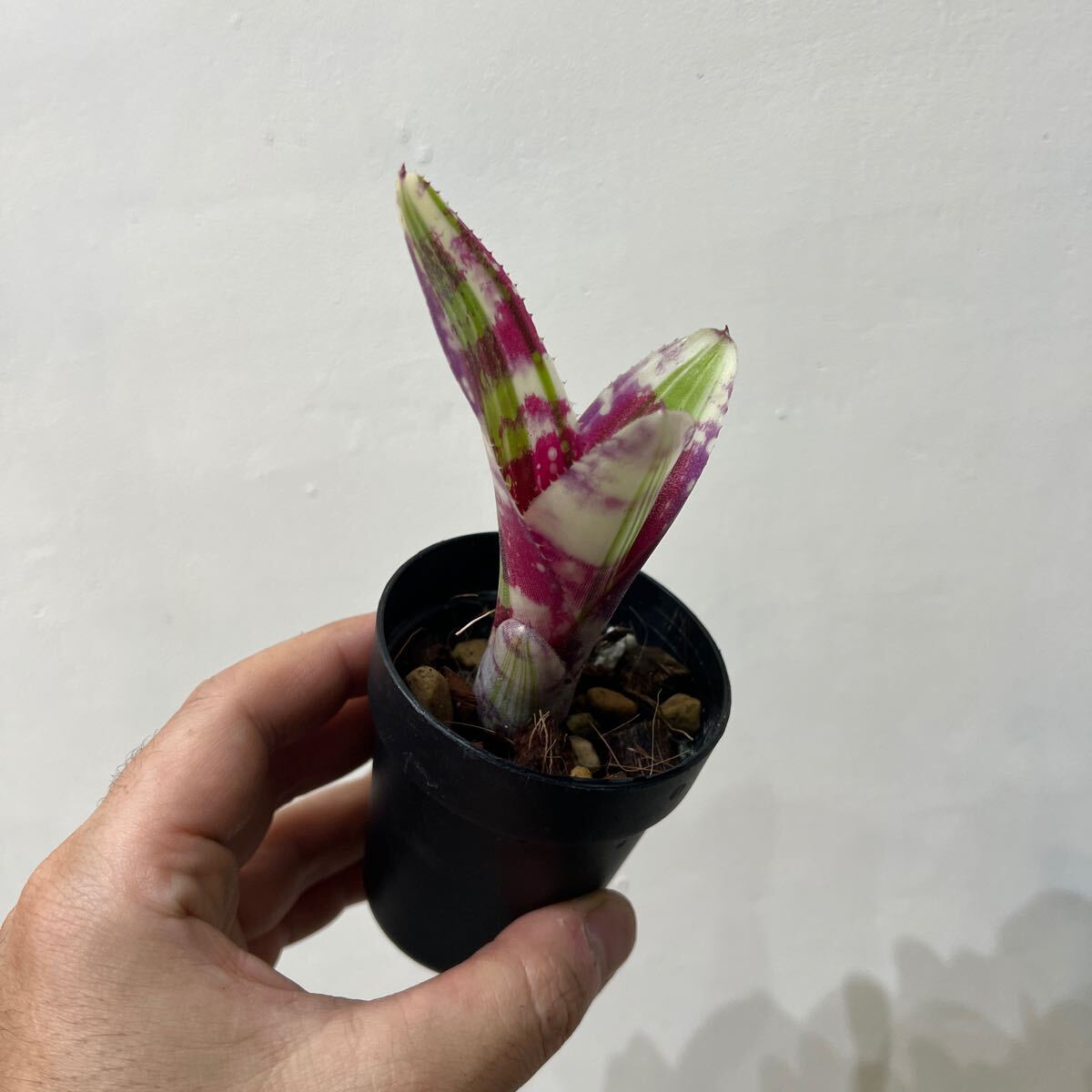 [Pof]Neoregelia Blown Away Neo rege rear * Brown *a way 