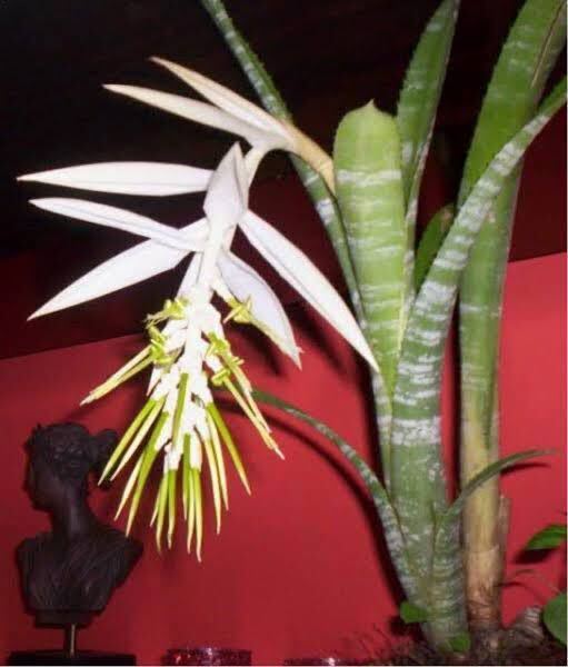 ［Pof］Billbergia zebrina alba ビルベルギア・ゼブリナ・アルバ_画像1