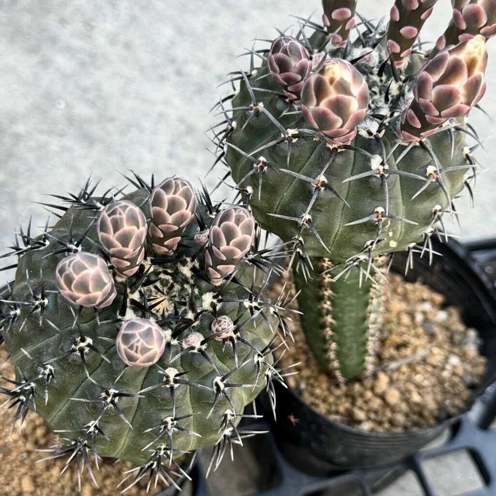 19 黒刺鳳頭 接木２本セット・サボテン 多肉植物 _画像1