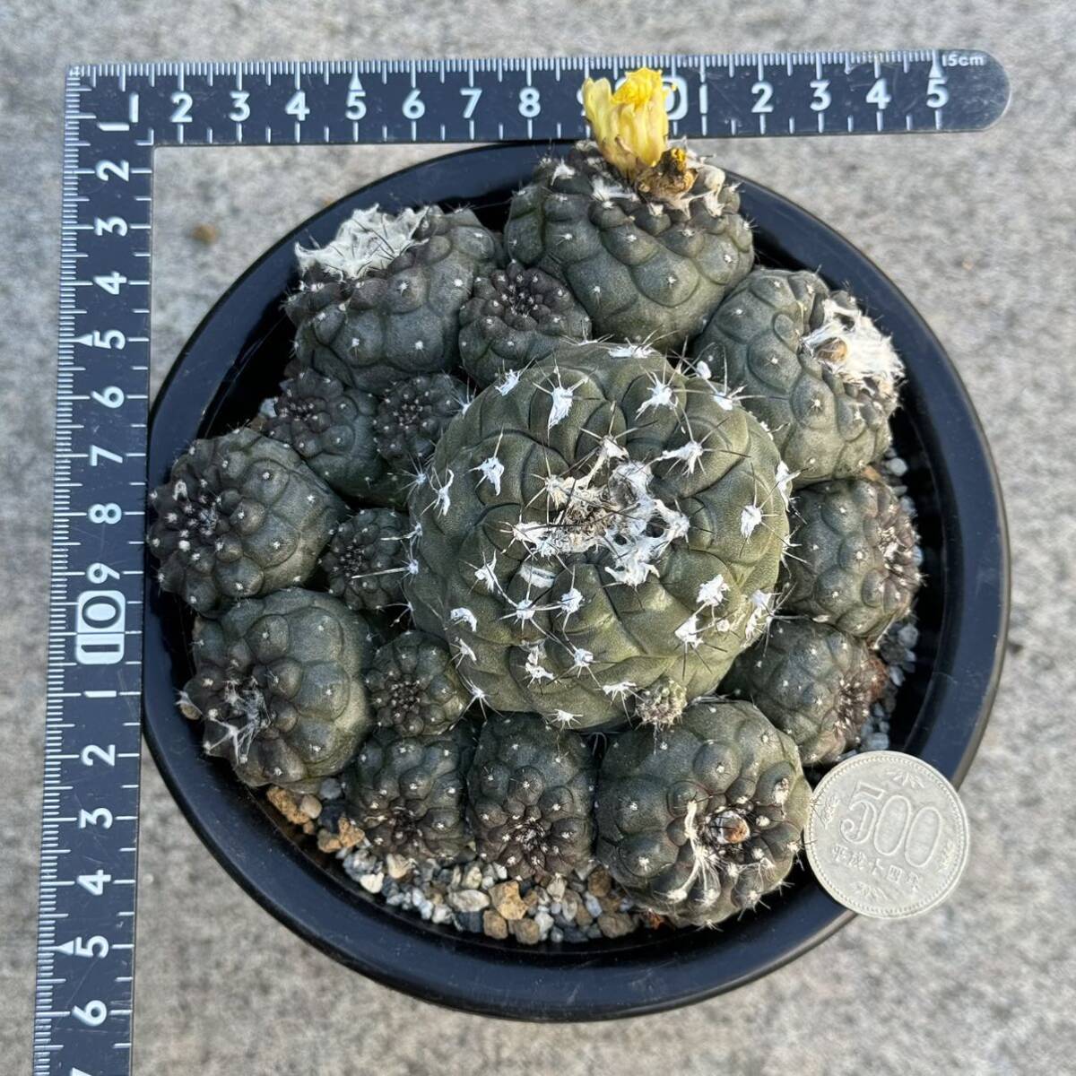 9 コピアポア ヒポガエア Copiapoa hypogaea 実生・サボテン 多肉植物 _画像2