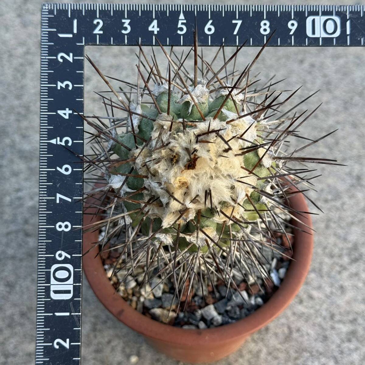 12 コピアポア モンタナ Copiapoa montana カキコ自根・サボテン 多肉植物 _画像2