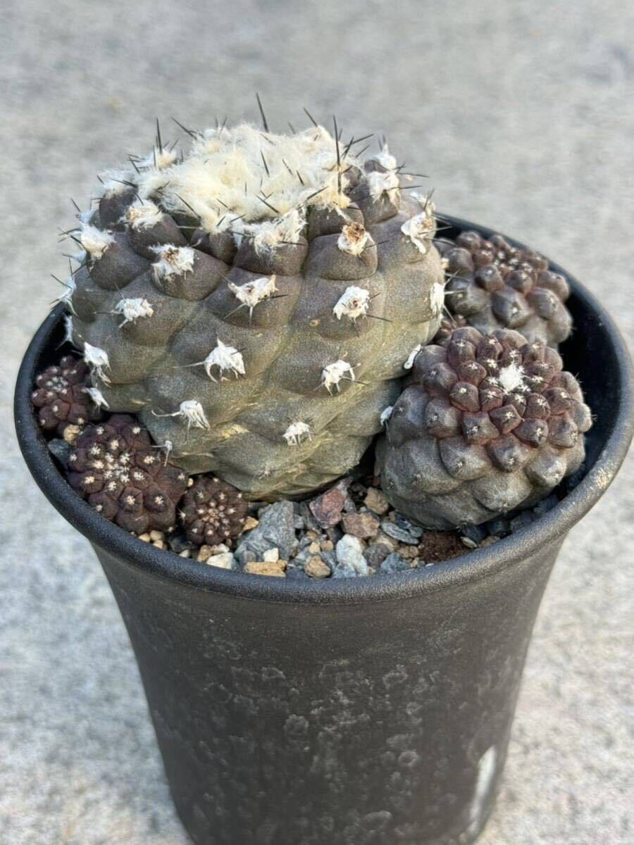 1 コピアポア ヒポガエア Copiapoa hypogaea 実生・サボテン 多肉植物 _画像5