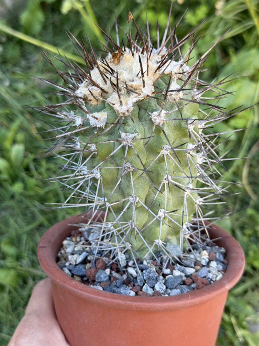 12 コピアポア モンタナ Copiapoa montana カキコ自根・サボテン 多肉植物 _画像8