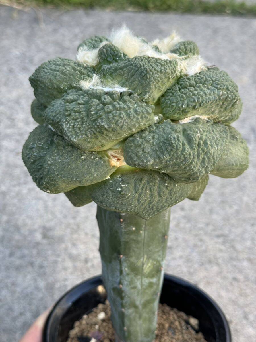 17 玉ゴジラ ・サボテン 多肉植物 _画像7