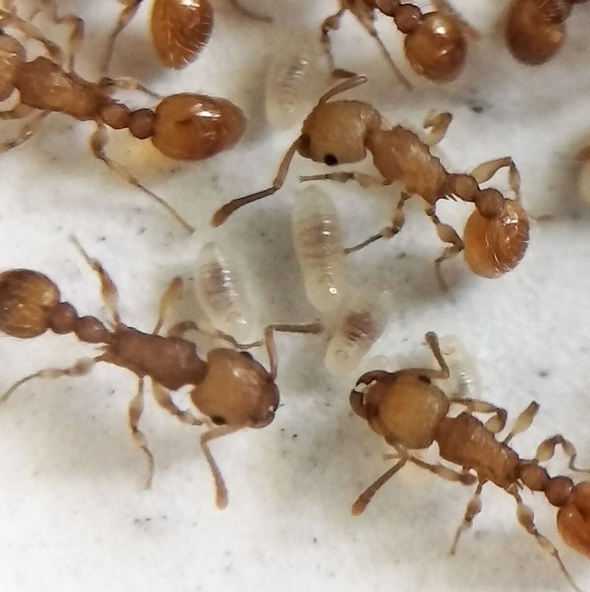 【とても綺麗な蟻】キイロオオシワアリ 女王蟻1匹+ワーカー約30匹くらい+幼虫＋卵 ④の画像4