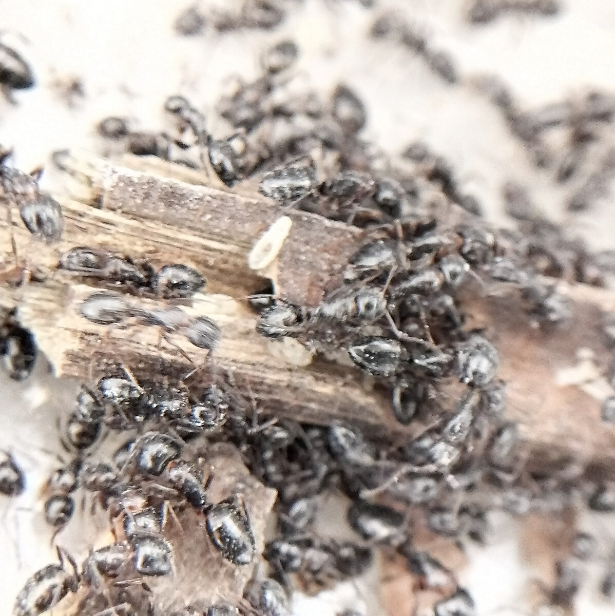 【希少】（大コロニー）ナワヨツボシオオアリ 女王蟻1匹+ワーカー約70匹くらい+幼虫の画像2