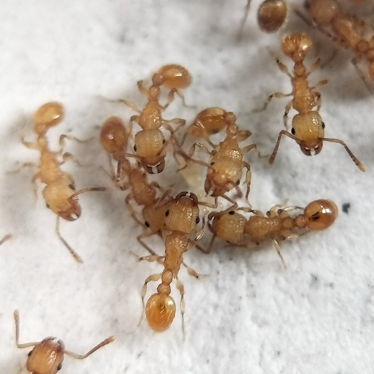 【とても綺麗な蟻】キイロオオシワアリ　女王蟻1匹+ワーカー約30匹くらい+幼虫 ⑥ _画像1