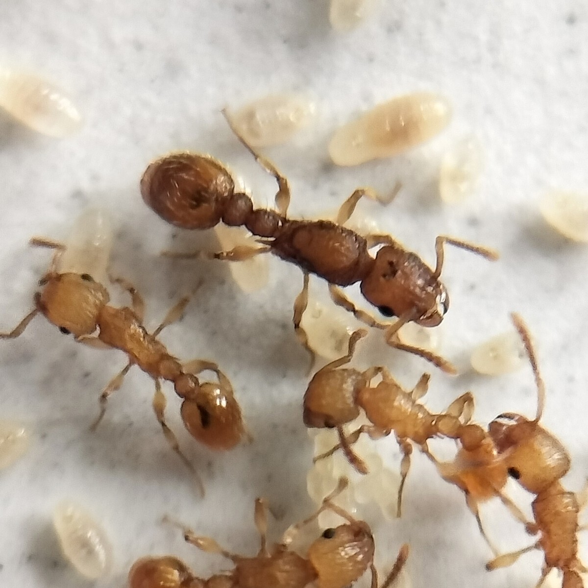 【とても綺麗な蟻】キイロオオシワアリ 女王蟻2匹+ワーカー約30匹くらい+幼虫＋卵 ②の画像1