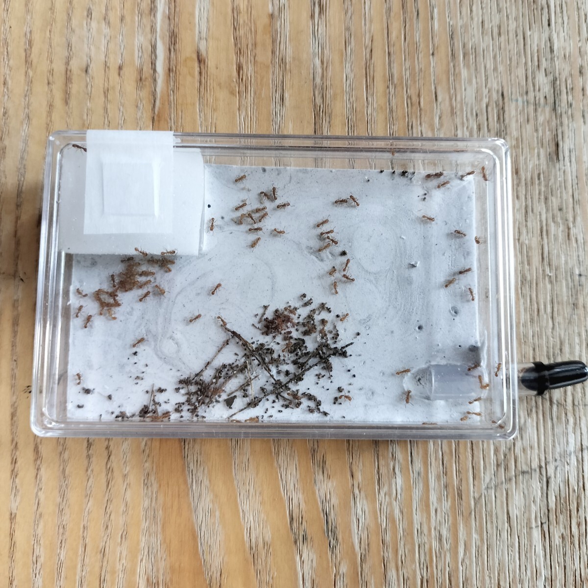【とても綺麗な蟻】キイロオオシワアリ　女王蟻1匹+ワーカー約30匹くらい+幼虫 ⑥ _画像6
