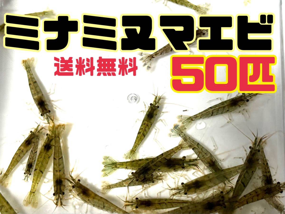 送料無料 ミナミヌマエビ50匹＋α死着保証分とアナカリス5本セット即決価格 川エビ 淡水エビ 餌 水草 離れ島不可 淡水魚餌_画像1