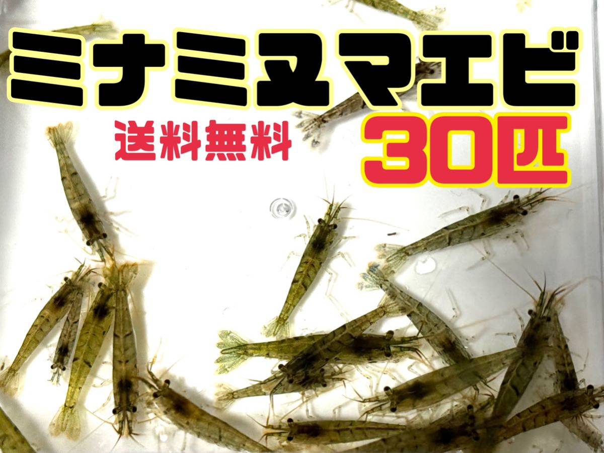 送料込 アナカリス5本＋ミナミヌマエビ30匹＋死着保証分セット即決価格 離れ島不可 川エビ 淡水エビ 餌 エビ 水草 メダカ水槽などにも_画像1