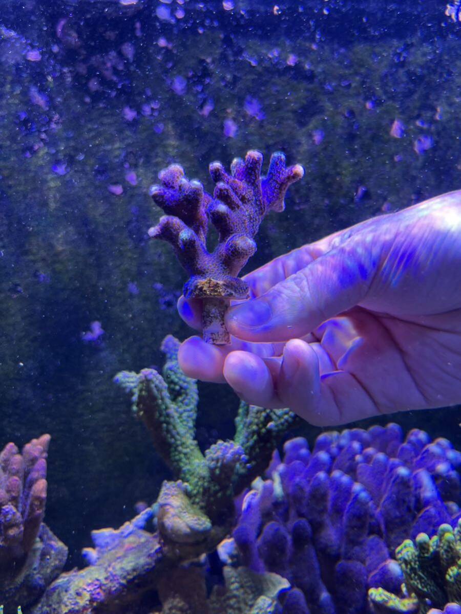  имбирь коралл лиловый ⑤ коралл f ковер зеленый isiSPS
