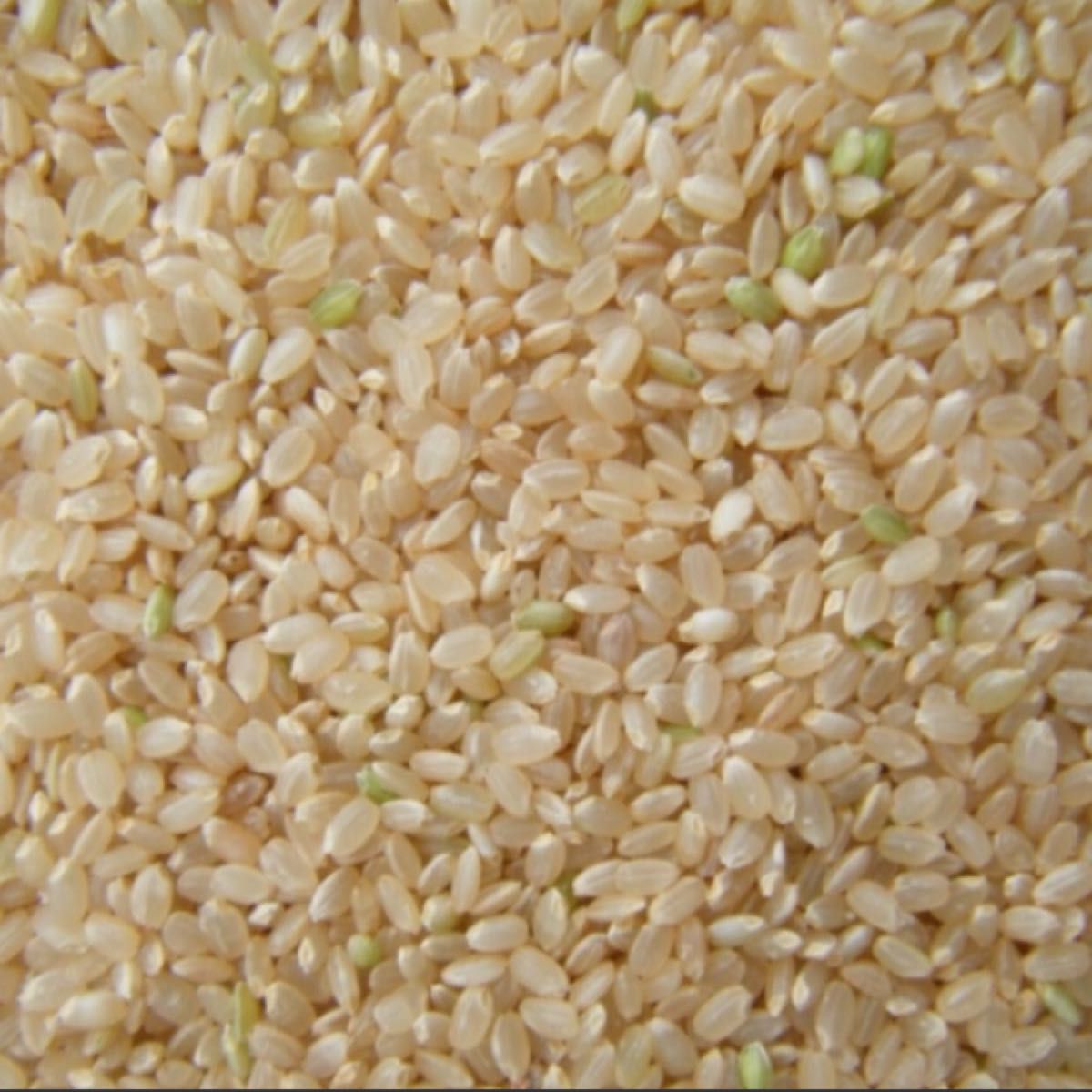 令和5年産　新米　栃木　特一等米　コシヒカリ玄米　5キロ　無農薬　単一農家