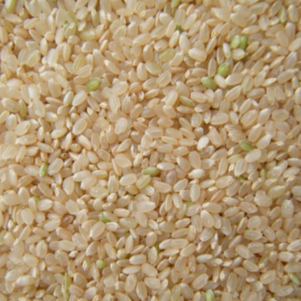 令和5年産　新米　栃木　特一等米　コシヒカリ玄米　10キロ　無農薬　単一農家