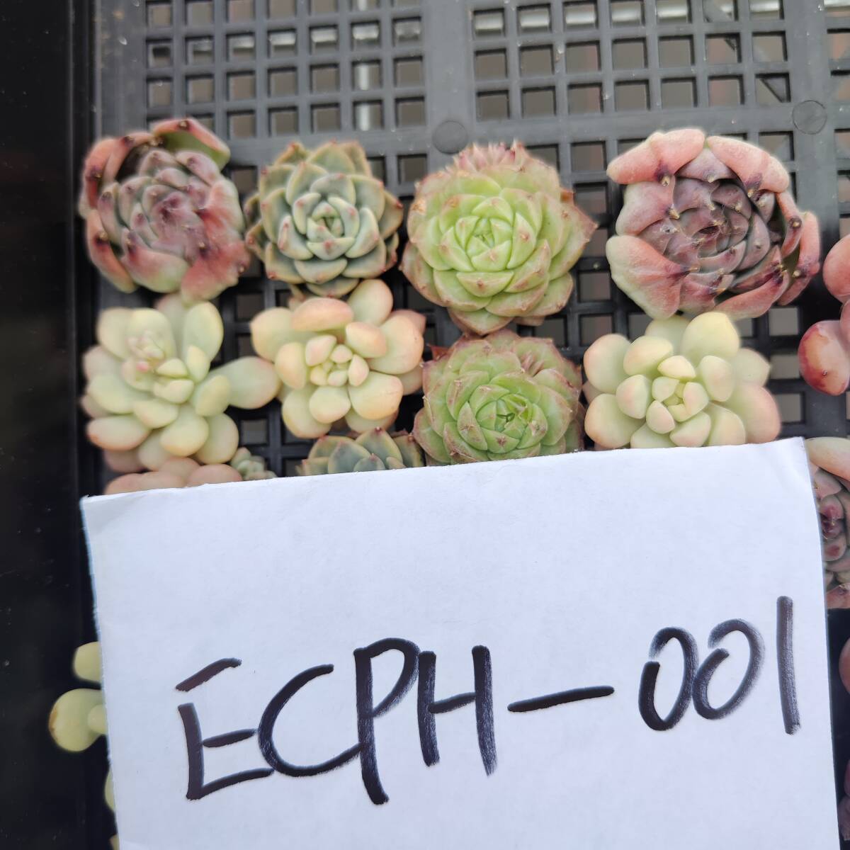 多肉植物ECPH-001 エケベリア　カット 寄植え-　千葉MS基地 _画像3