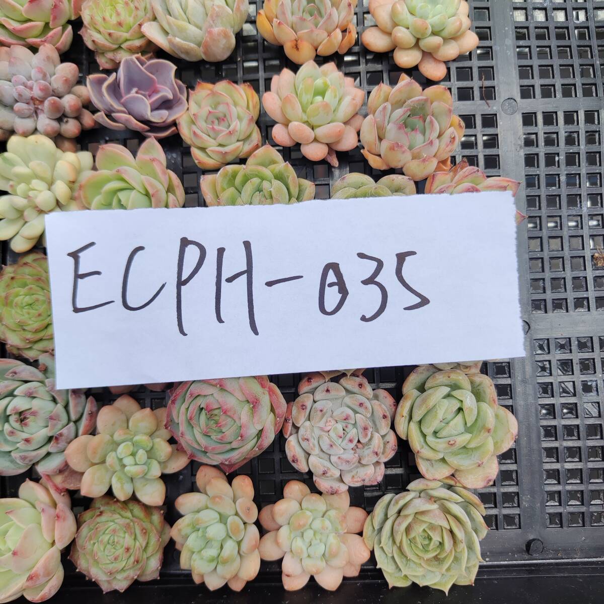 多肉植物ECPH-035 エケベリア　カット 寄植え-　千葉MS基地 _画像3