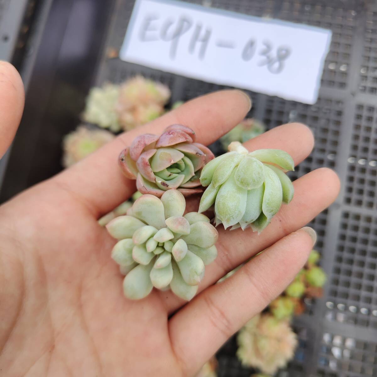 多肉植物ECPH-038 エケベリア　カット 寄植え-　千葉MS基地 _画像1