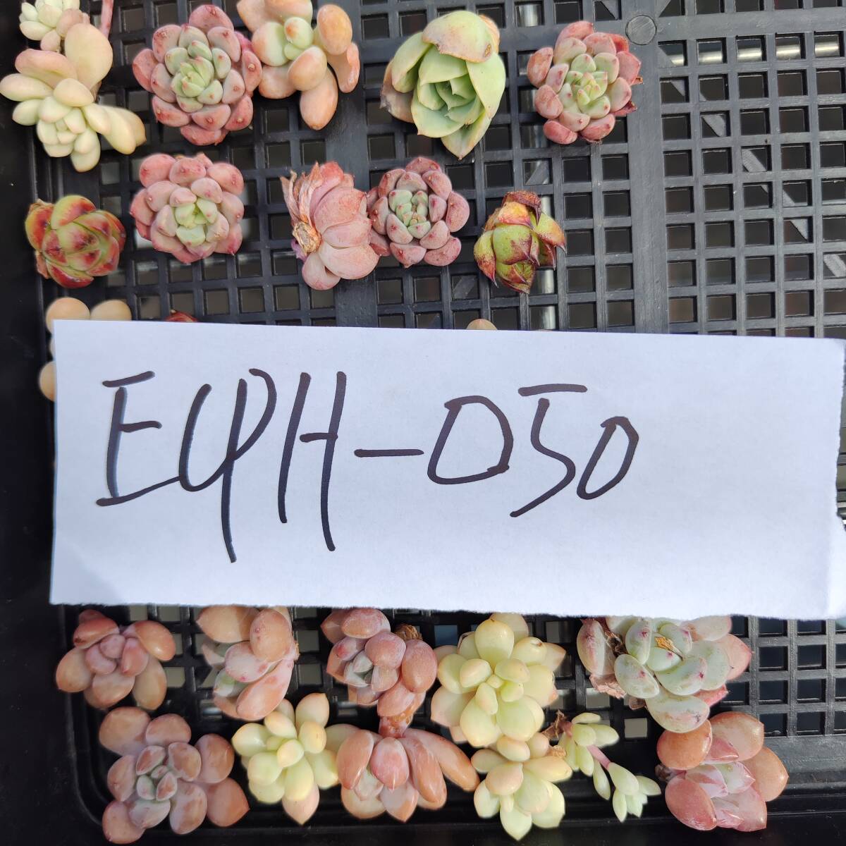 多肉植物ECPH-050 エケベリア　カット 寄植え-　千葉MS基地 _画像3