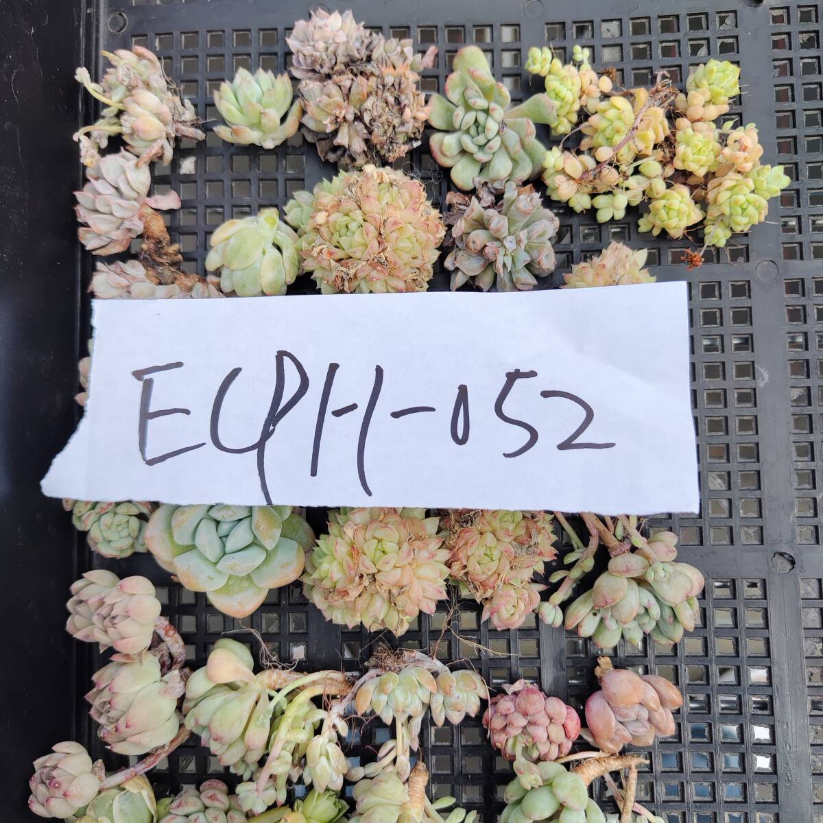 多肉植物ECPH-052 エケベリア　カット 寄植え-　千葉MS基地 _画像3