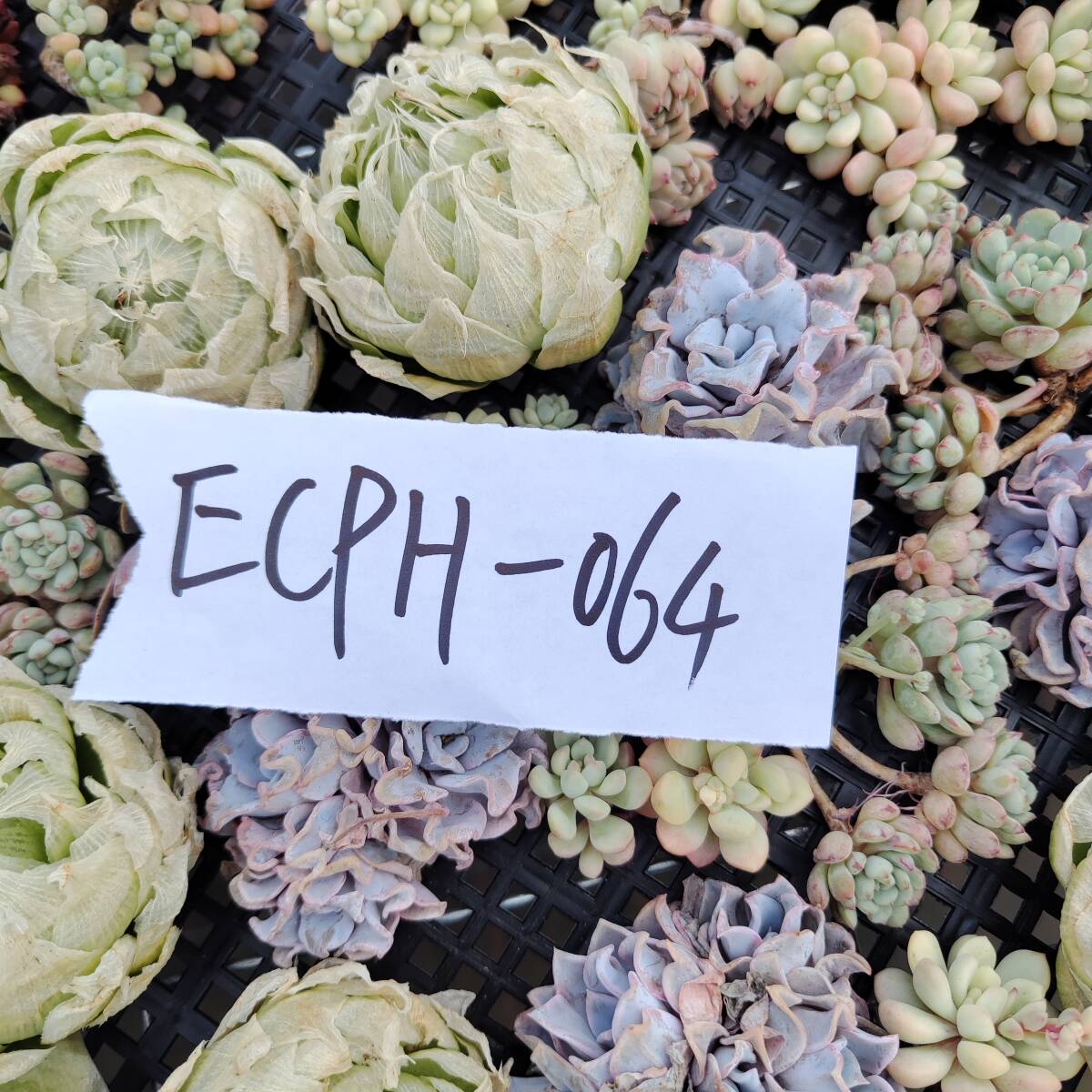 多肉植物ECPH-064 エケベリア　カット 寄植え-　千葉MS基地 _画像3