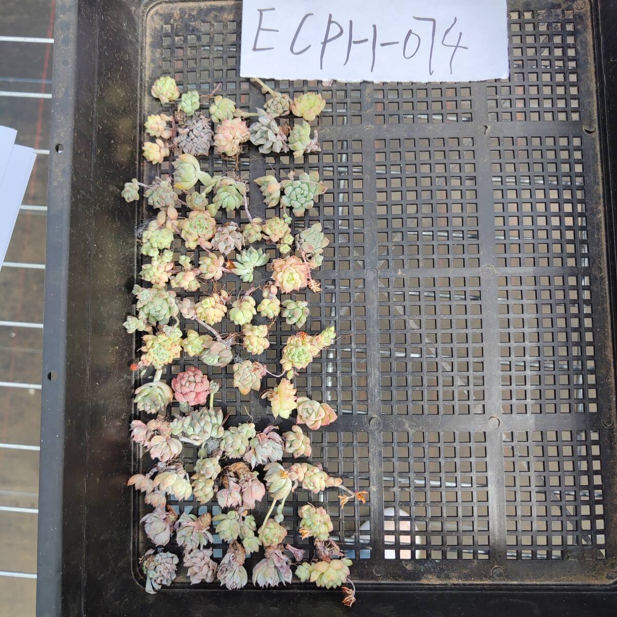 多肉植物ECPH-074 エケベリア　カット 寄植え-　千葉MS基地 _画像3