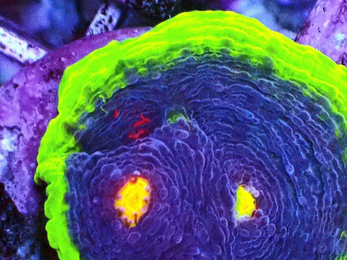 [ Rainbow Chalice (Echinophyllia sp.) ] レインボーキッカサンゴの画像3