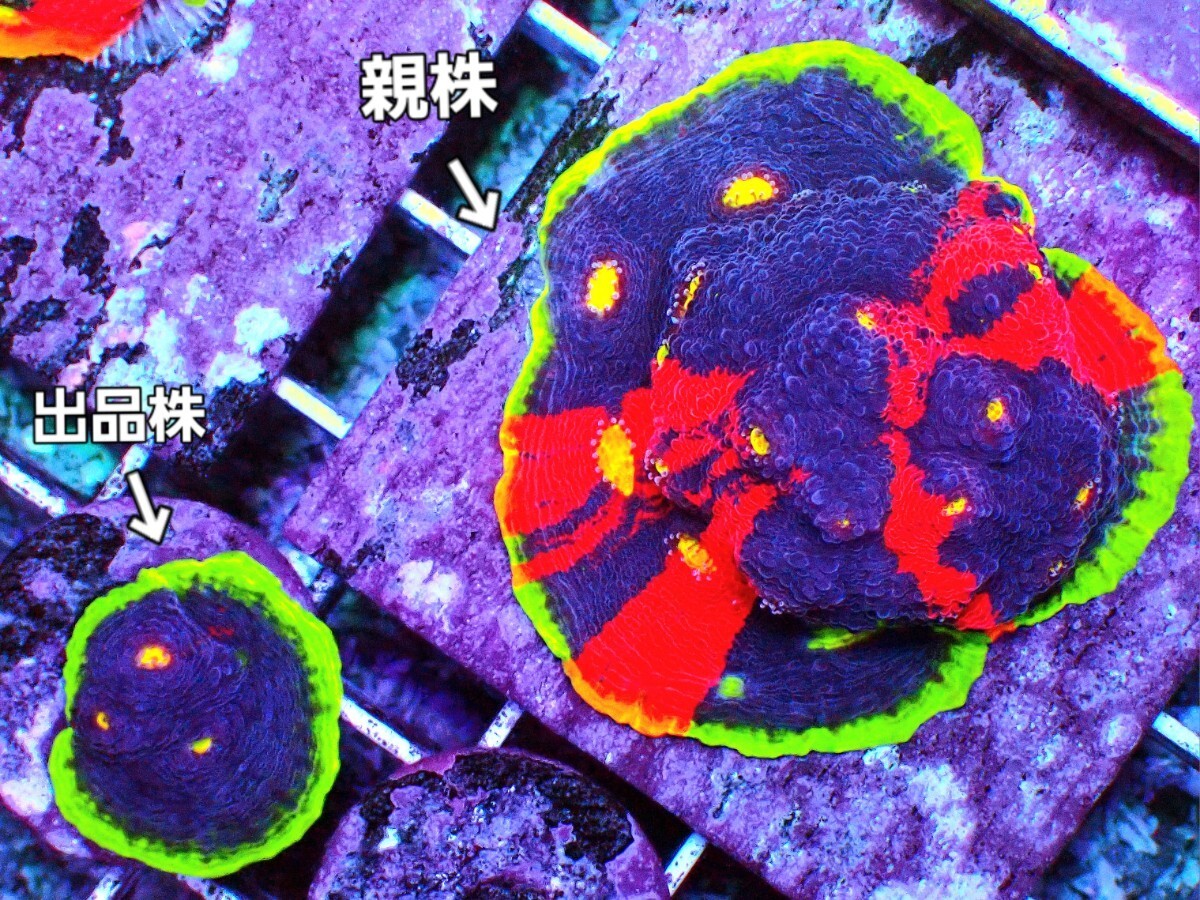 [ Rainbow Chalice (Echinophyllia sp.) ] レインボーキッカサンゴの画像1
