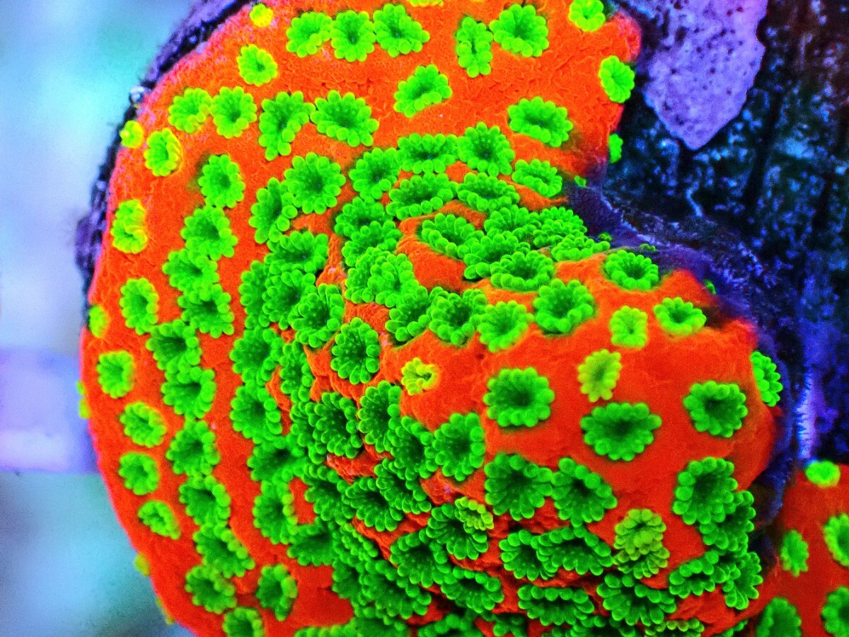 [ Sunset Montipora ] common коралл 