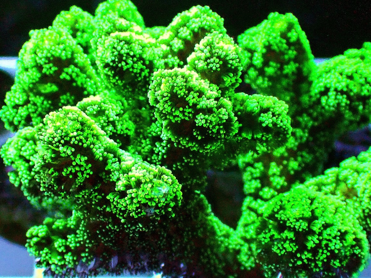  довольно большой [ Seriatopora caliendrum ]ftotoge коралл 
