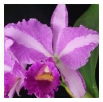 . орхидея . вид Cattleya C. trianae \'Jungle Feather\' JC/AOS (OG)
