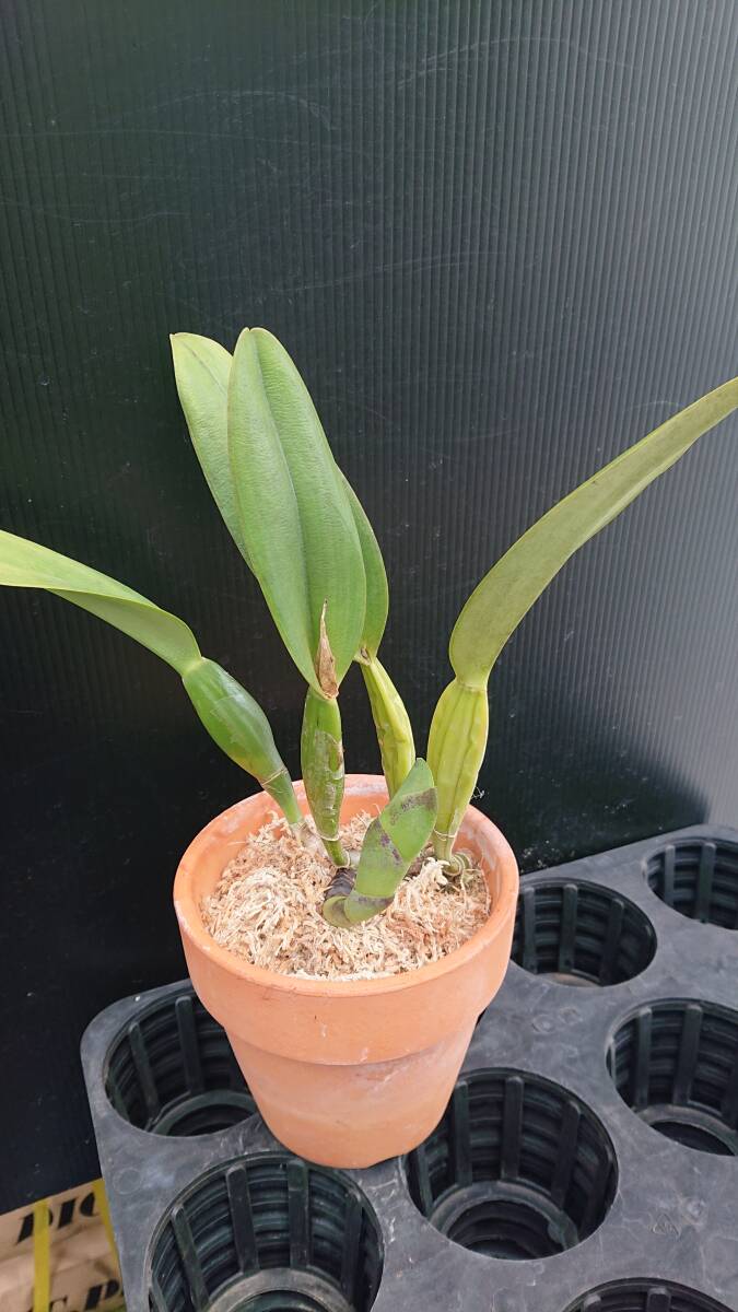 . орхидея . вид Cattleya C. trianae \'Jungle Feather\' JC/AOS (OG)