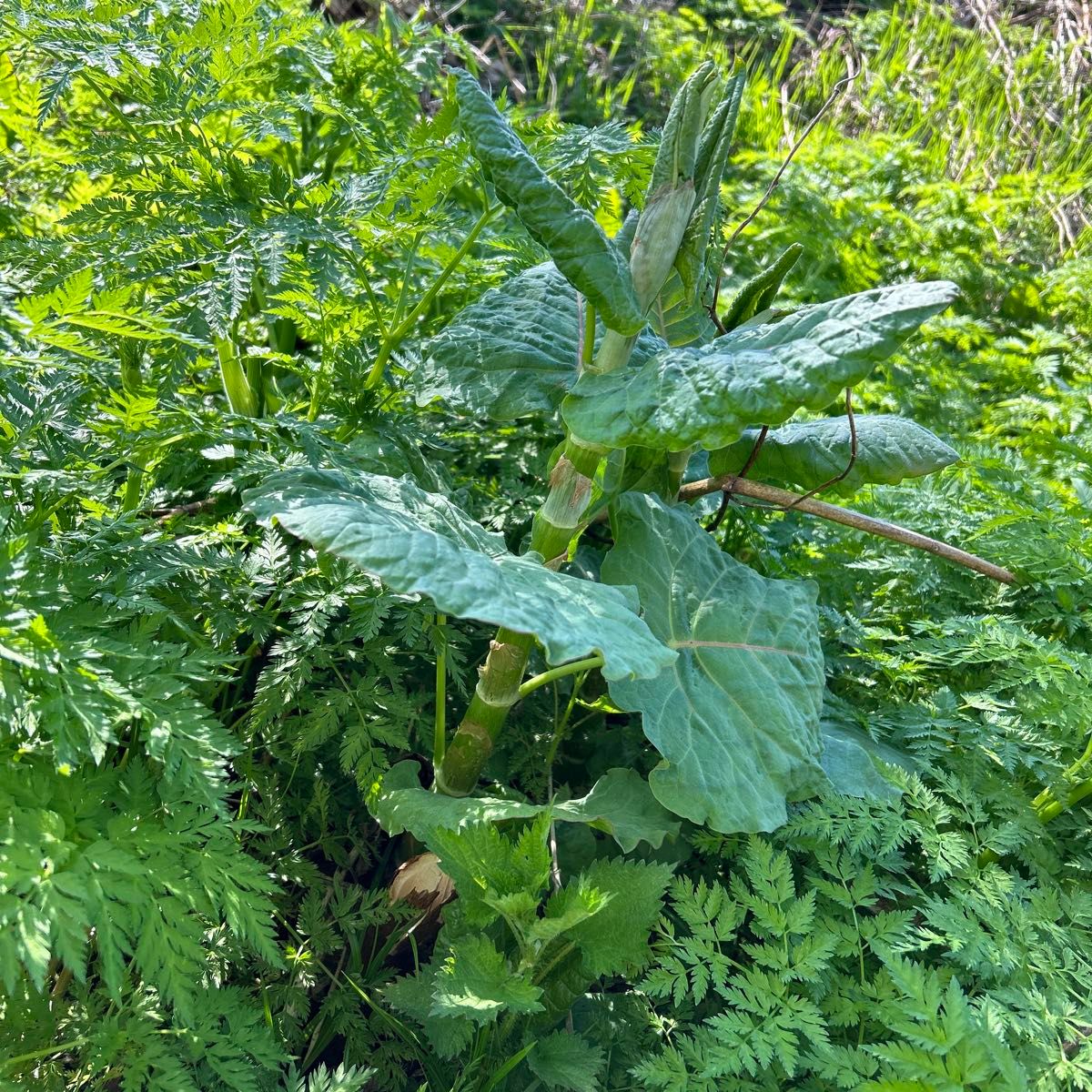 60サイズの箱に入るだけ　イタドリ　宅配便 山野草約3kg