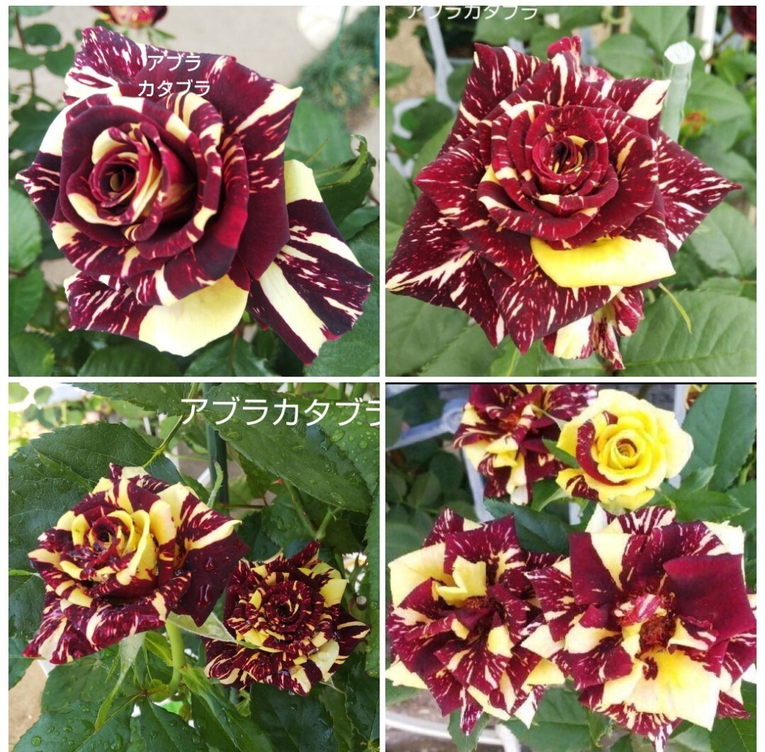 バラ苗 アブラカタブラ 接木新苗 ４号ポット 薔薇 苗_画像1