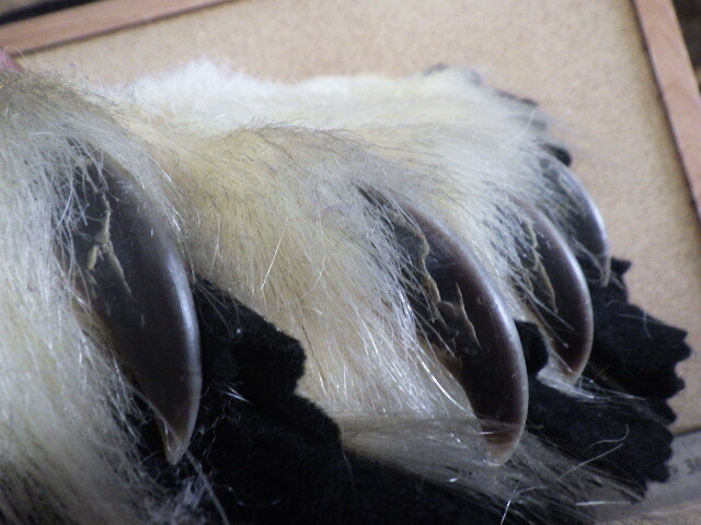pb495 ポーラーベア 脚部分 爪付き5個 ナチュラル ポーラベア  シロクマ 白熊の画像3