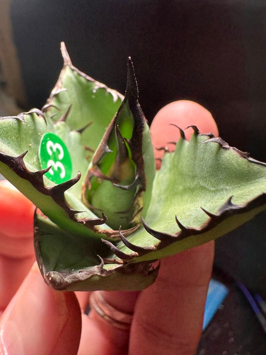 アガベ 多肉植物 チタノタ 黒鯨 極上棘厳選小株|花、園芸 アガベ 多肉植物 チタノタ 黒鯨 極上棘厳選小株|花、園芸