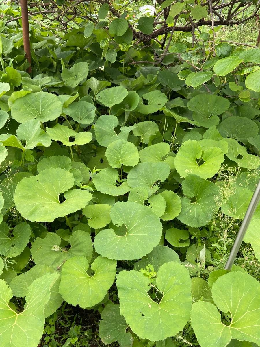 群馬県里山産　天然物水ふき　無農薬　注文後収穫　箱込み約700g   山椒の葉数枚サービス