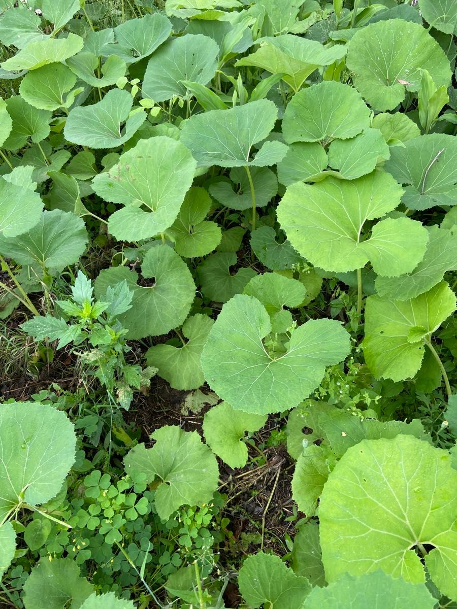 群馬県里山産　天然水ふき　除草剤農薬不使用　箱込み800g強　12時迄のご注文で当日発送致します。山椒葉数枚サービス致します。