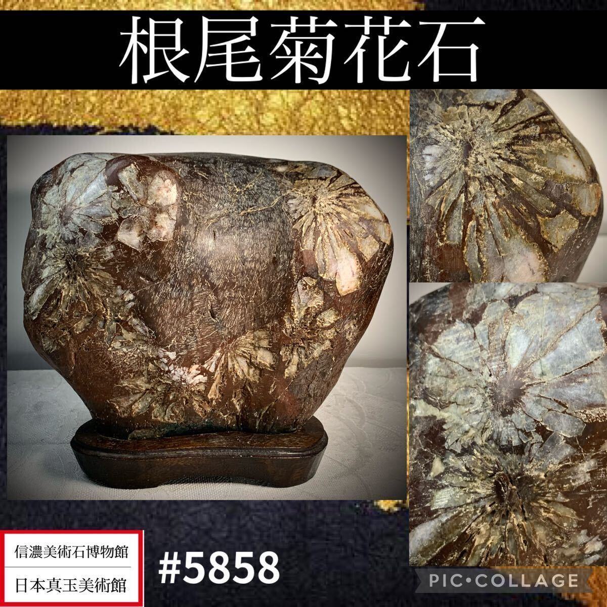 【水石復興イベント】 水石 盆栽 根尾菊花石 横21×高18(cm)6.68kg骨董盆石古美術鑑賞石観賞石太湖石中国古玩 5858_画像1