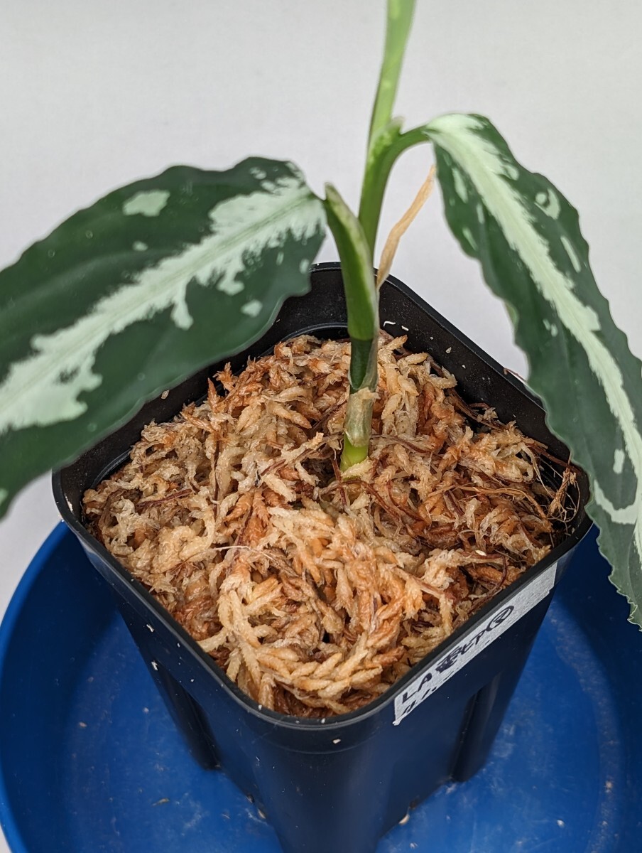 LA便ネームド株 雷切【LA0914-3ss】増殖株の増殖 ★アグラオネマ ピクタム Aglaonema pictum★の画像3