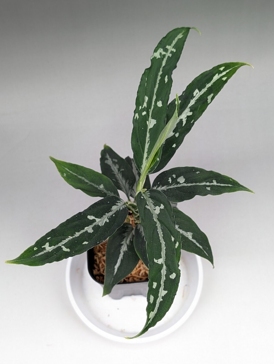 ネームド交配 オリジナル交配株 HF018_E個体 ★アグラオネマ ピクタム Aglaonema pictum★ 雷切type8の画像5