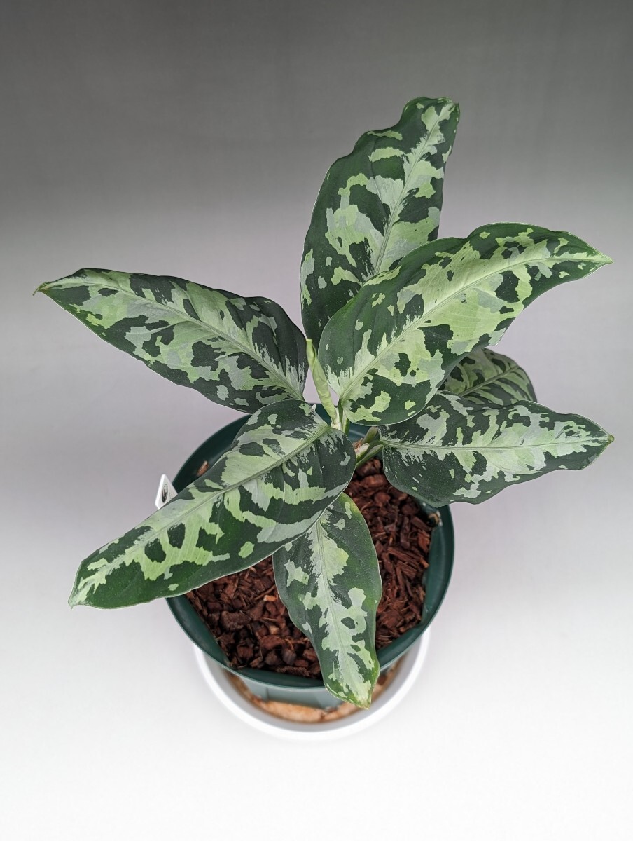 現物鉢ごと　オリジナル交配株　HF003_C個体　★アグラオネマ　ピクタム　Aglaonema pictum★　ドルフィンブルーアンダマン_画像2