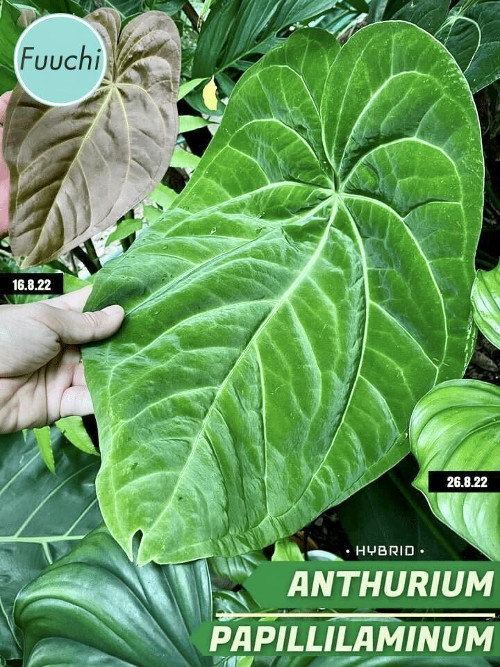 【選抜個体】アンスリウム パピリラミナム ハイブリッド Anthurium papillilaminum hybrid_画像2