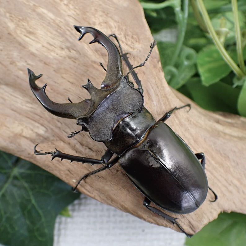 【Sparkle Beetle】フライミヤマ♂69mm♀44mm♀43mmトリオ(ミヤマクワガタ)の画像1