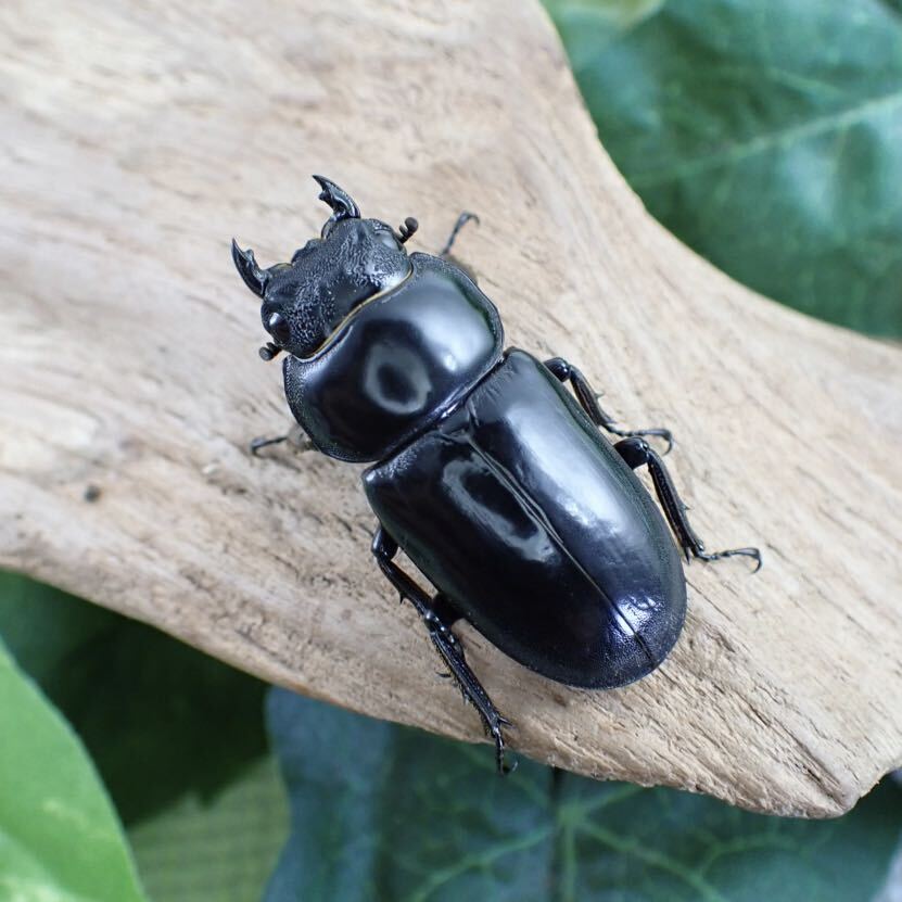 【Sparkle Beetle】タイリクツノボソオオクワガタ ♂57mm♀37mm♀36mmトリオ(ドルクス ヤクシャ)の画像3