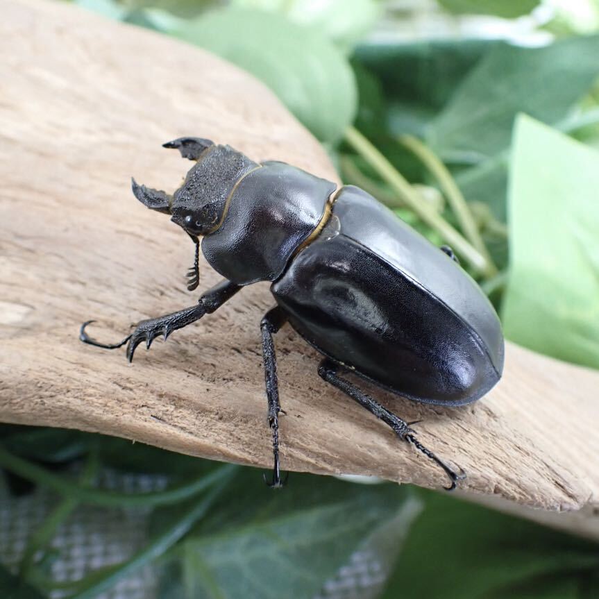 【Sparkle Beetle】フライミヤマ♂69mm♀44mm♀43mmトリオ(ミヤマクワガタ)の画像7
