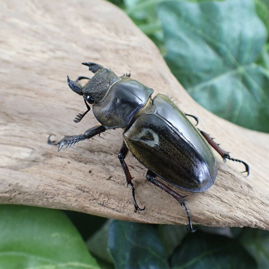 【Sparkle Beetle】セリケウスミヤマ原名亜種♂71mm♀40mmペア(ミヤマクワガタ)残り僅かの画像5