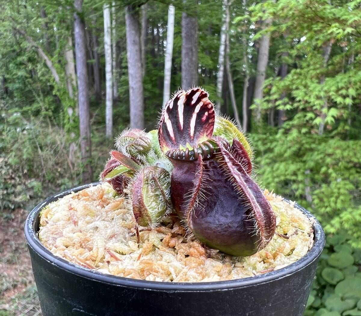 Cephalotus follicularis ”German Giant” CC・セファロタス・ジャーマン ジャイアント・食虫植物・観葉植物・熱帯植物・パルダリウム_画像1